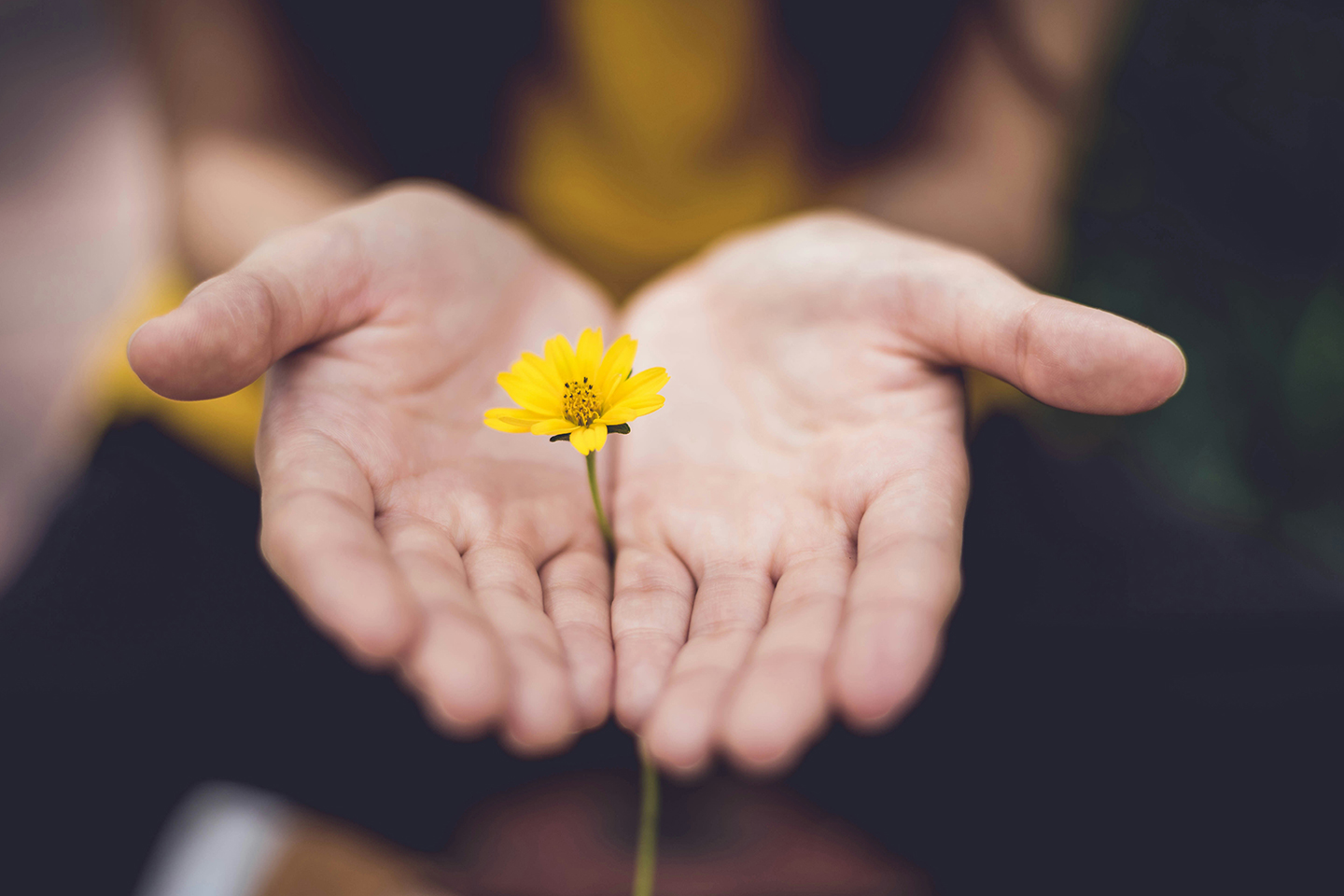 A small yellow flower stem between a person's hands. Philanthropic boom—STEP Journal