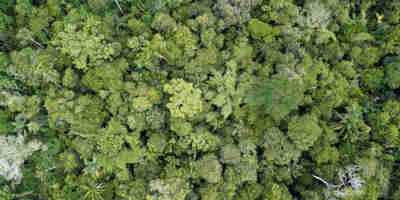 Biodiversity net gain - aerial view of trees