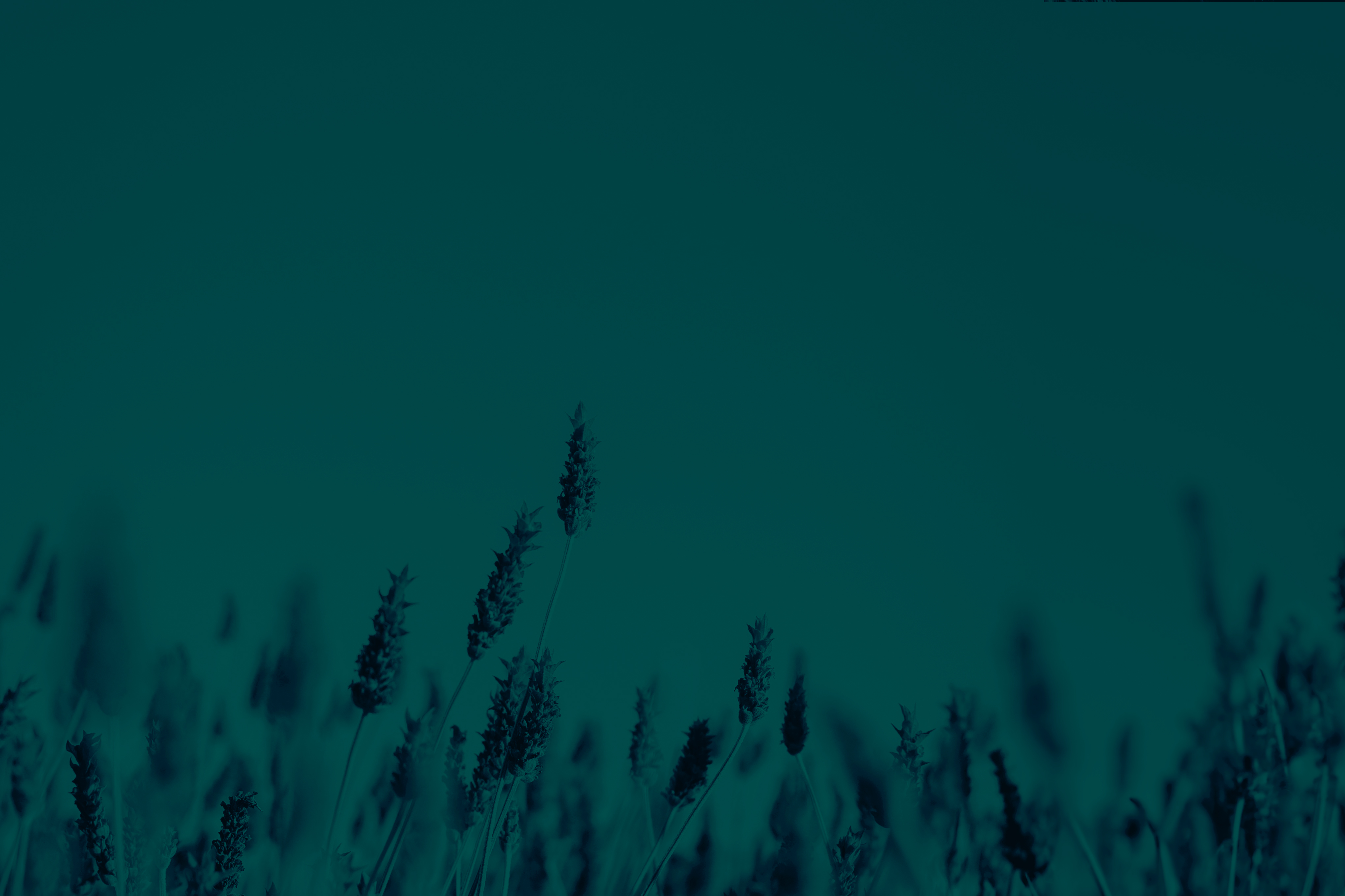 Lavender and sky with a green overlay effect. Russell-Cooke's domestic abuse hub header image.