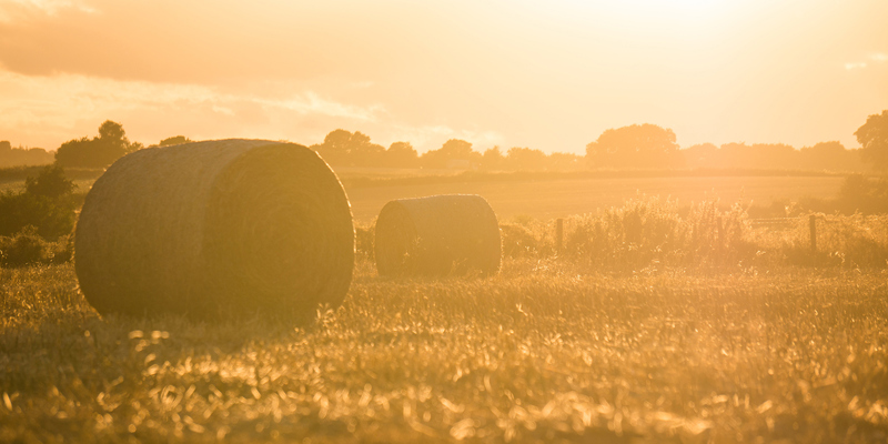 Rural and agribusiness