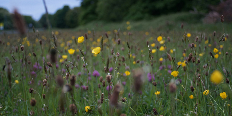 biodiversity-net-gain-where-are-we-now-russell-cooke-news-2025