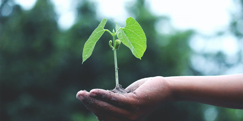 a person's hand holding a cultivated leaf. Russell-Cooke Responsible Business Report 2024