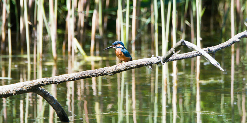 Navigating Biodiversity Net Gain and Nutrient Neutrality in construction-Russell-Cooke-News-2025