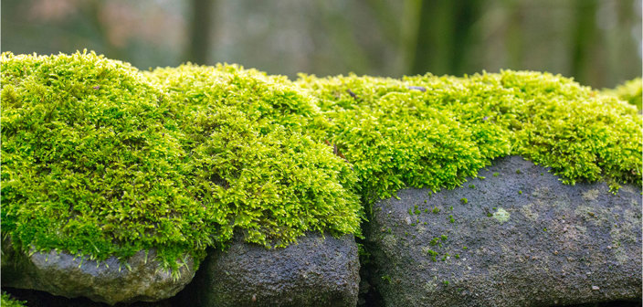 Agricultural disputes