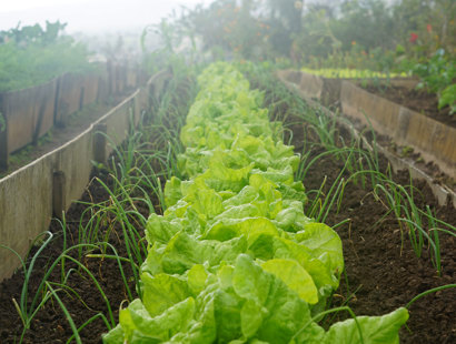 Biodiversity Net Gain—opportunity for landowners with open space: An allotment and planted cabbages 
