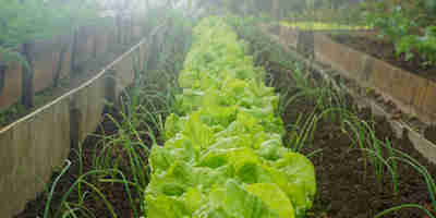 Biodiversity Net Gain—opportunity for landowners with open space: An allotment and planted cabbages 