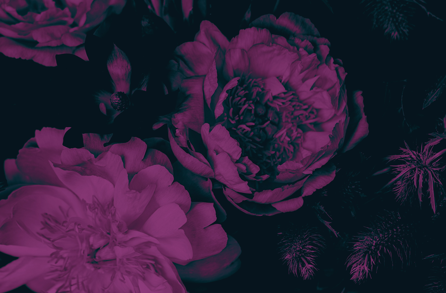 Floral image with a purple gradient map