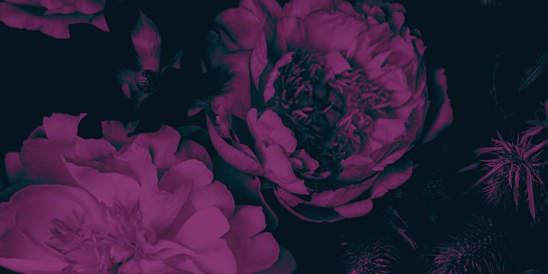 Floral image with a purple gradient map