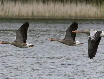 The Nature Restoration Fund: a change in approach to environmental conservation and development-Russell-Cooke-News-2025