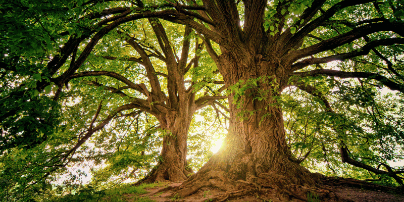 When is an environmental case not an Aarhus claim?—Solicitors Journal-Russell-Cooke-News-2025