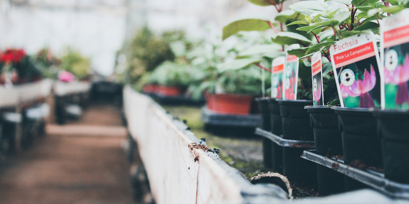 The picture shows black plant pots and fuchsia growing in a horticultural nursery