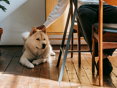 The picture shows a husky dog sitting on wooden floorboards being stroked by its owner who is sat on a chair at a table.Pets and property in the Renters Rights era  above. 