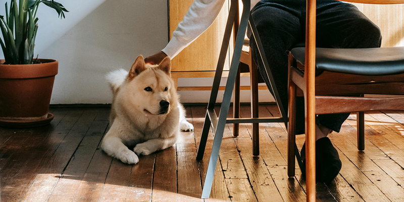 The picture shows a husky dog sitting on wooden floorboards being stroked by its owner who is sat on a chair at a table.Pets and property in the Renters Rights era above.