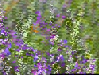 A bumble bee on a purple plant. 