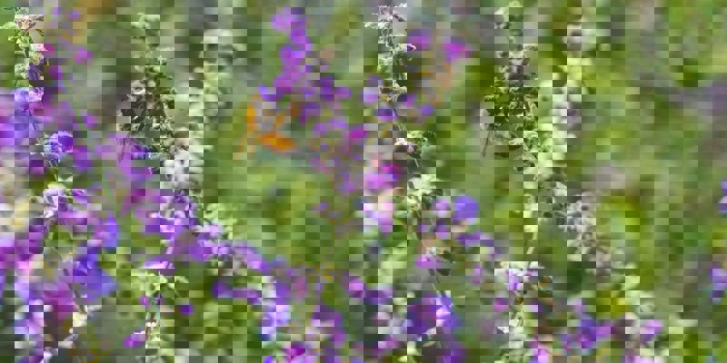 A bumble bee on a purple plant.