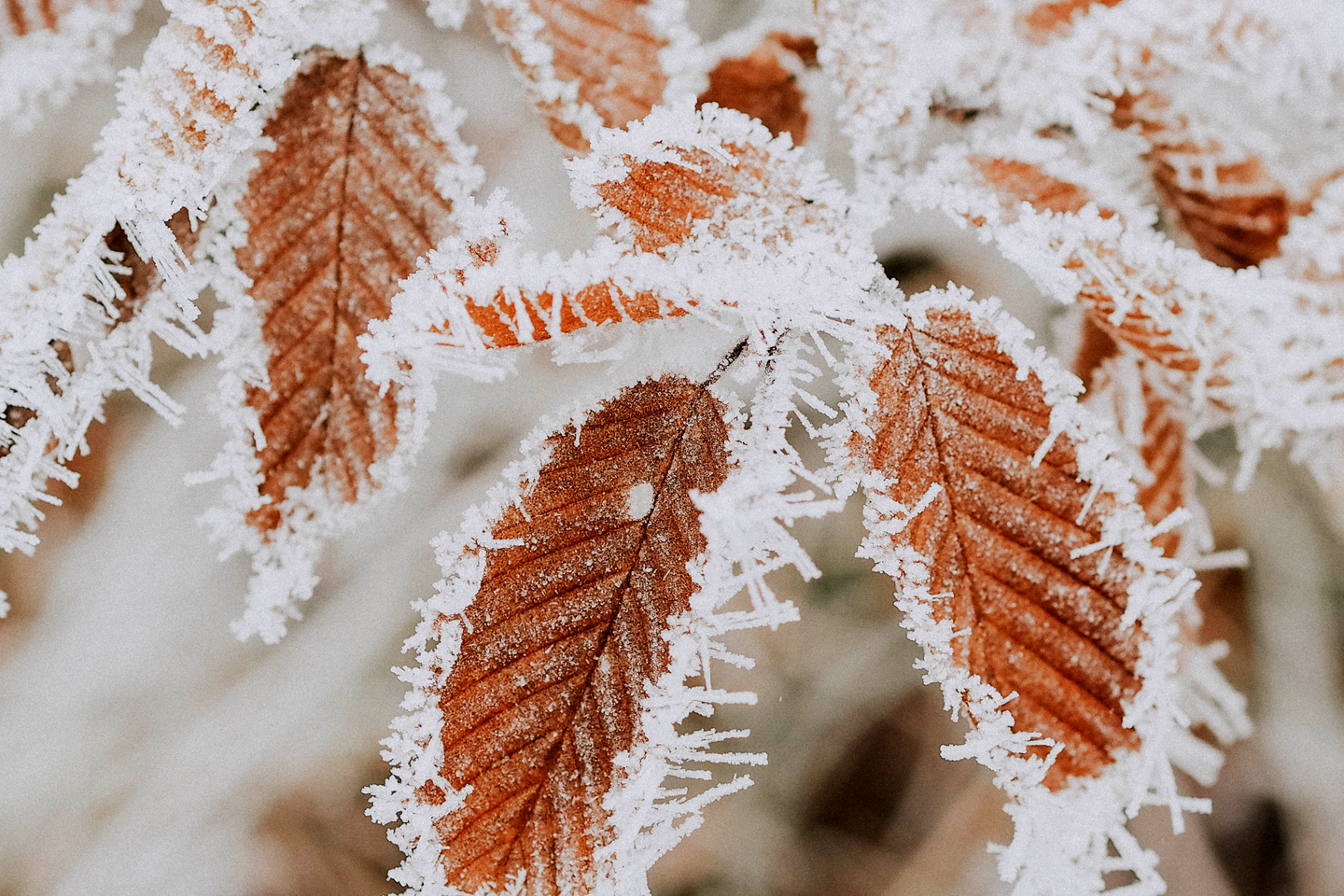 Russell-Cooke private client news Jan 2024. Brown leaves on a tree with frost