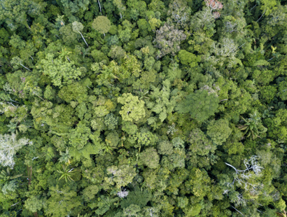 Biodiversity net gain - aerial view of trees