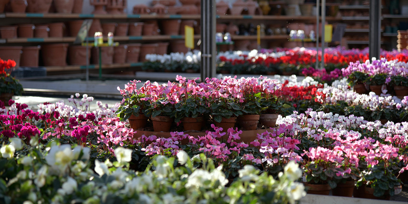 Flowers in a garden centre. 