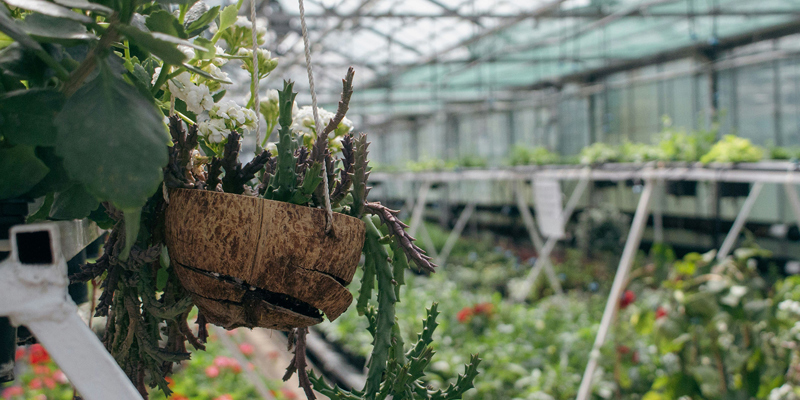 This picture shows a flower basket hanging inside a garden centre. 