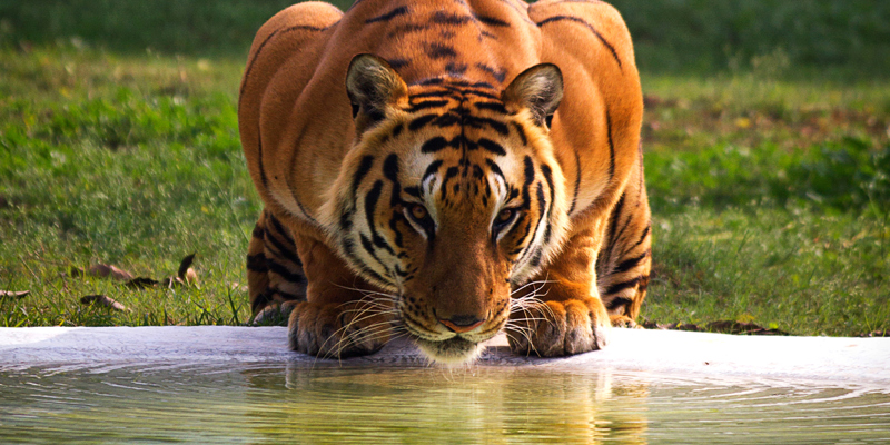 A tiger drinking water. The Year of the Tiger 2022—Gong hei fat choy