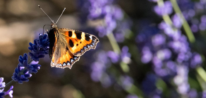 Rural asset management and diversification