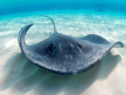 STEP Cayman Stingray Common Russell Cooke News 2024