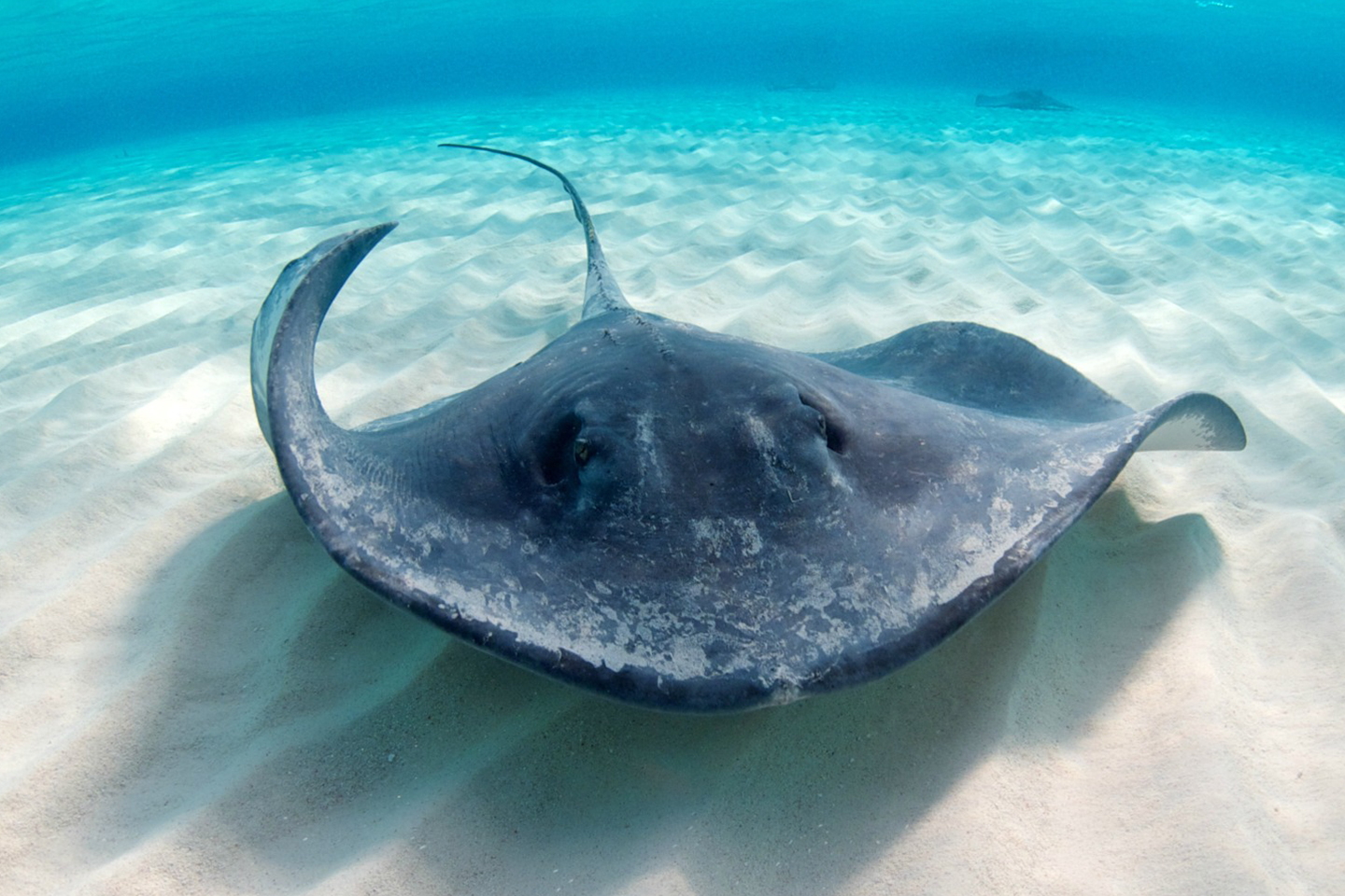STEP Cayman Stingray Common Russell Cooke News 2024