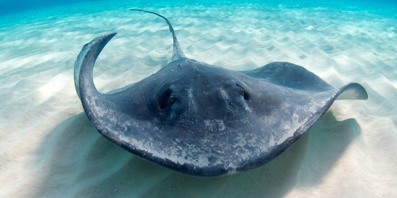STEP Cayman Stingray Common Russell Cooke News 2024