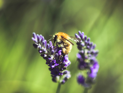 Russell-Cooke environmental commitment. Bee on a purple lavender flower.