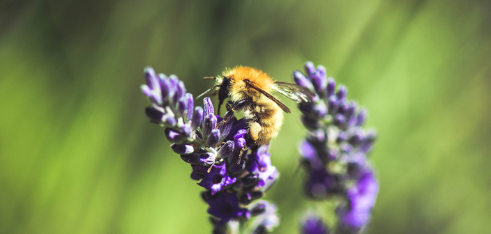 Russell-Cooke environmental commitment. Bee on a purple lavender flower.