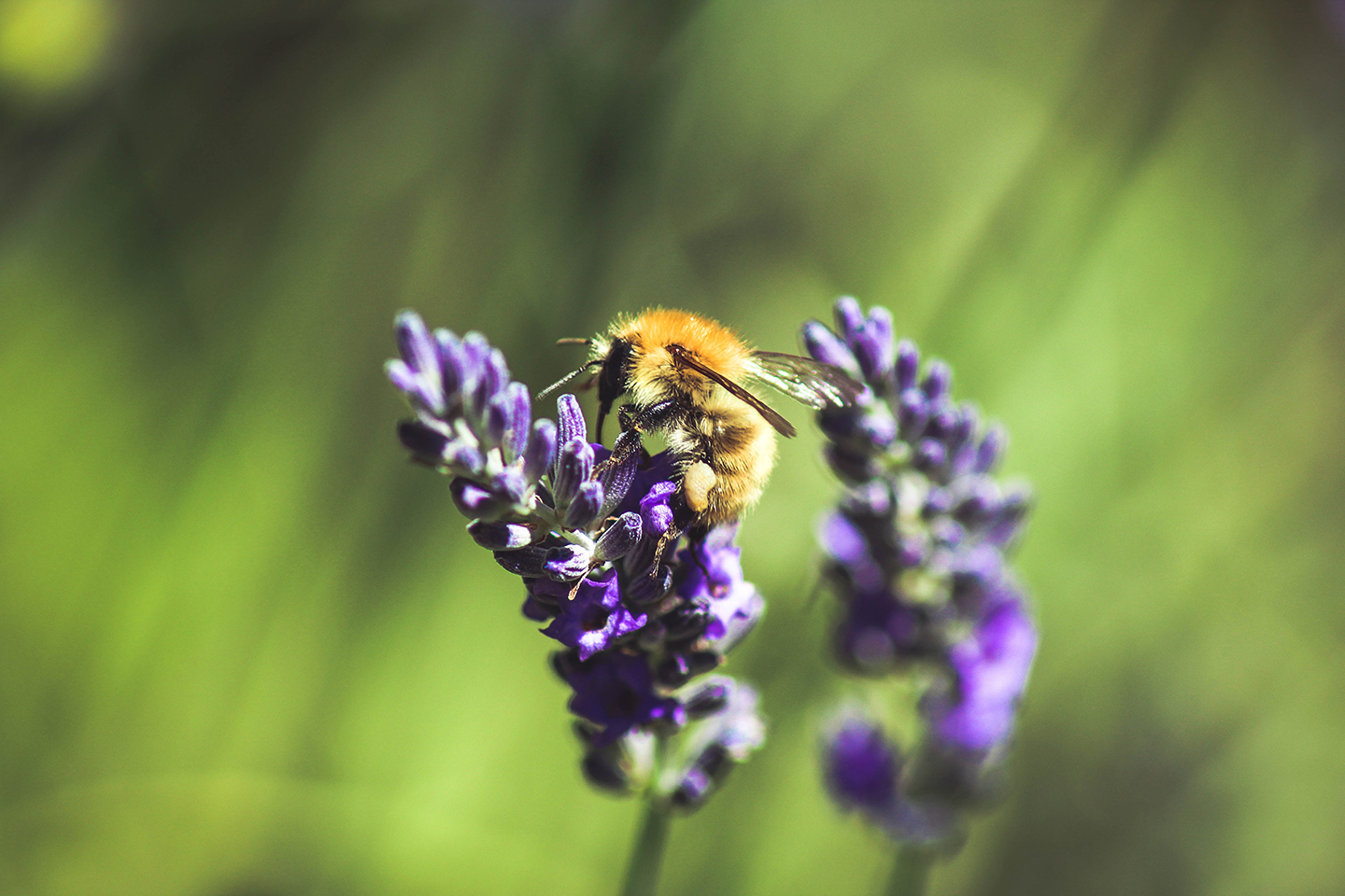 Russell-Cooke environmental commitment. Bee on a purple lavender flower.