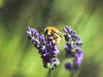 Russell-Cooke environmental commitment. Bee on a purple lavender flower.