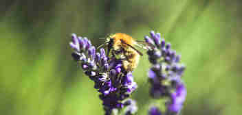 Russell-Cooke environmental commitment. Bee on a purple lavender flower.