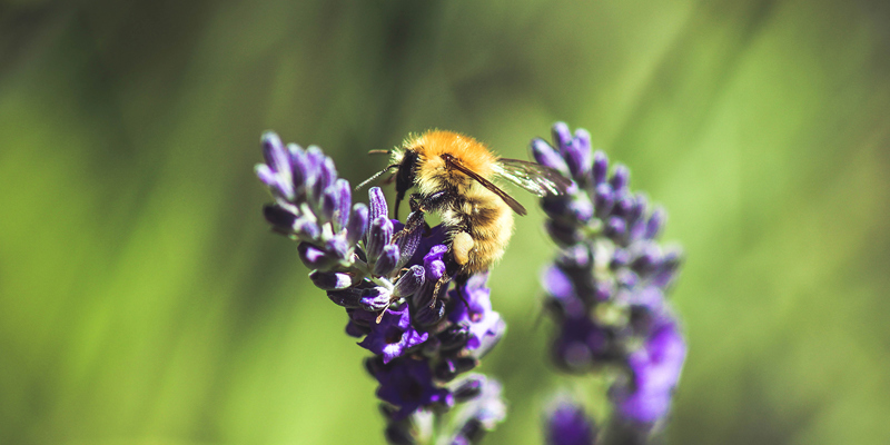 Russell-Cooke environmental commitment. Bee on a purple lavender flower.