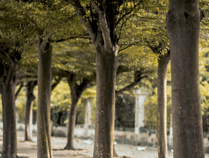 My neighbour’s poplar tree roots are damaging my patio—The Times