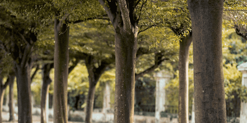 My neighbour’s poplar tree roots are damaging my patio—The Times